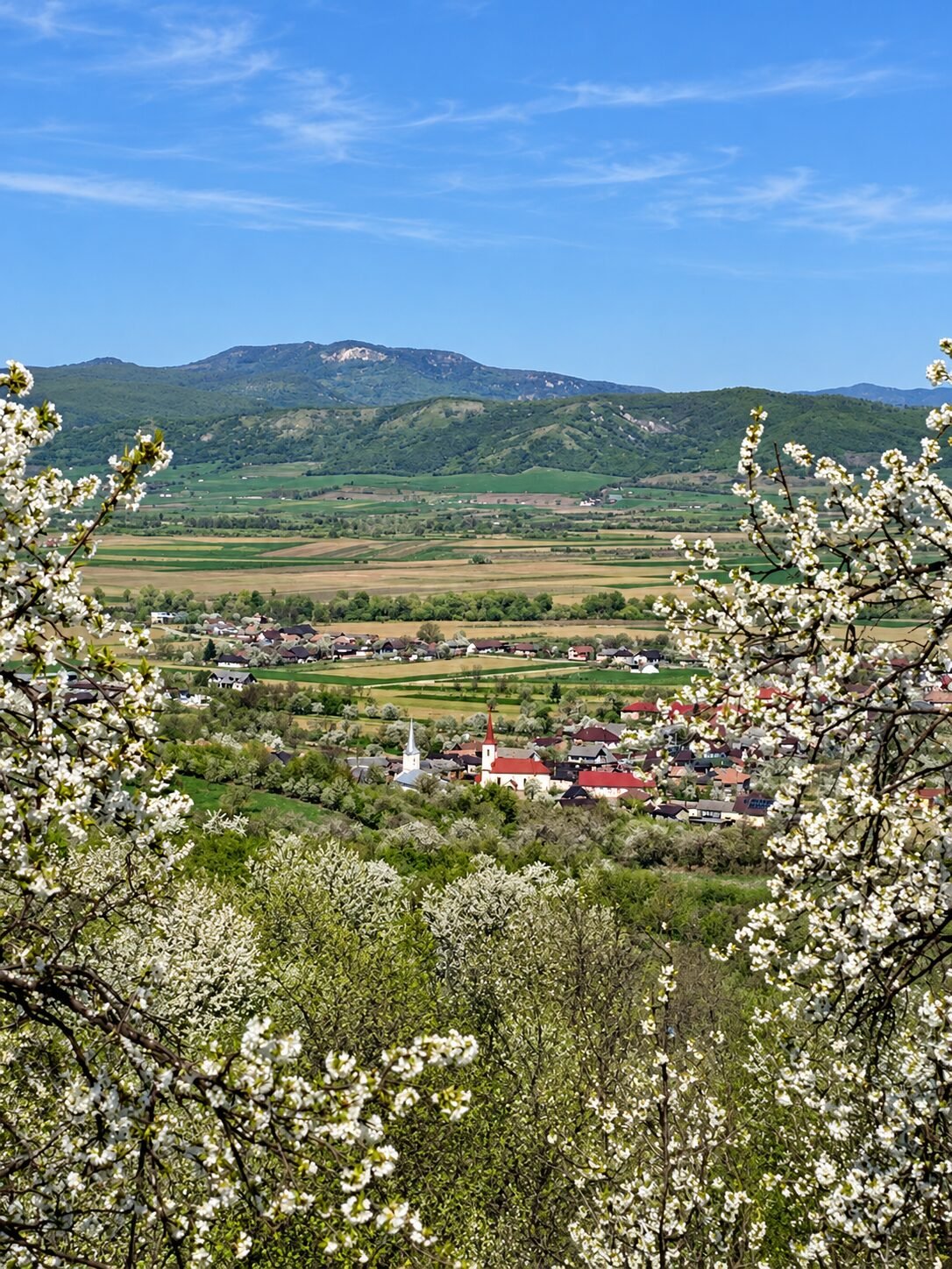 Dealurile din Braniștea