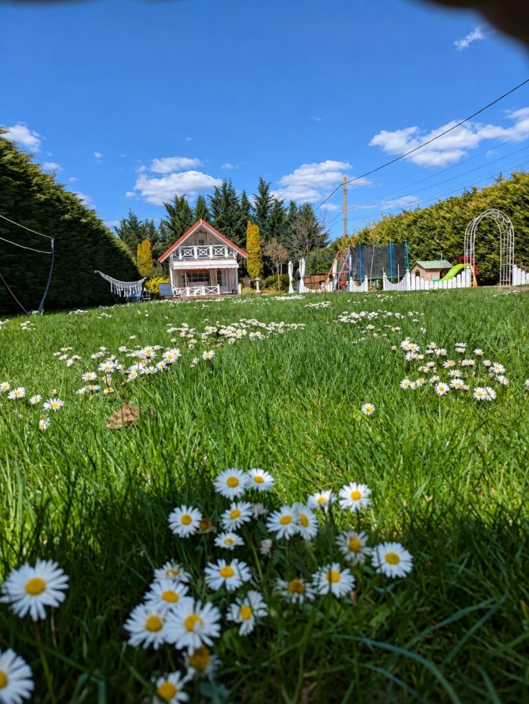 Grădină – fotografia 6